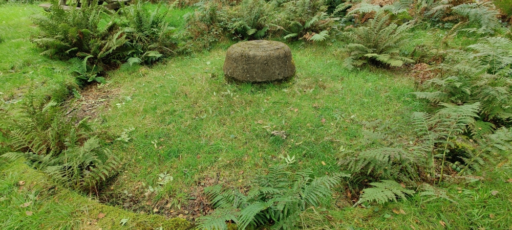 Buddle, submitted by ilt on 10-12-2025.
© Iain Taylor Buddle