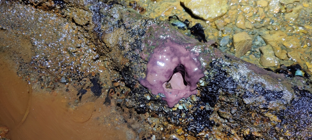 Adit, submitted by ilt on 11-12-2025.
© Iain Taylor Adit