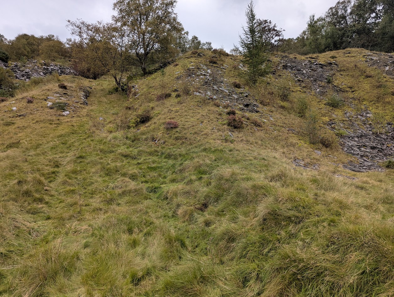 Tyny Bryn tips, submitted by BertyBasset on 16-11-2025.
© Robin Griffiths Tyny Bryn tips