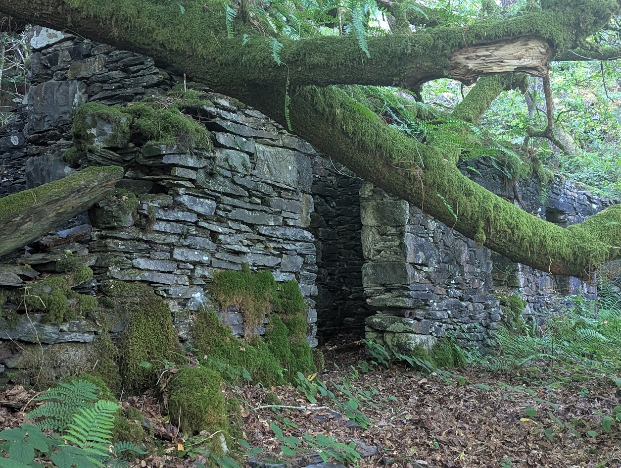 Hafodlas, submitted by BertyBasset on 16-11-2025.
© Robin Griffiths Hafodlas