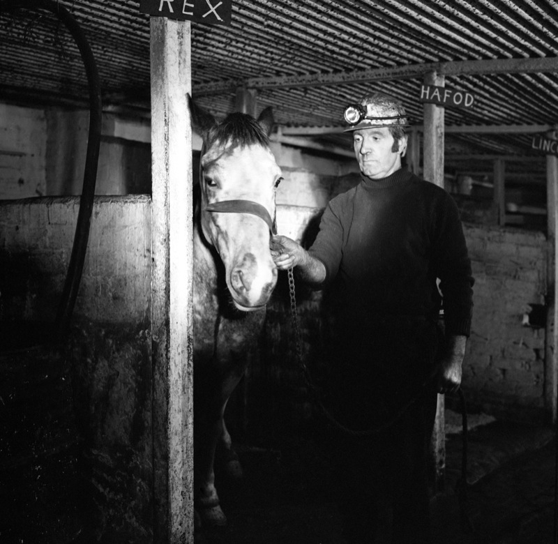 Tower Colliery, 'Rex' with his ostler, 1979