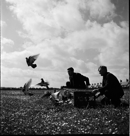 Image of Pigeons, submitted by Buddle-Bot on 01-03-2025.
with permission © Harold White https://www.ncm.org.uk/collections/topics/harold-white/ Image of Pigeons