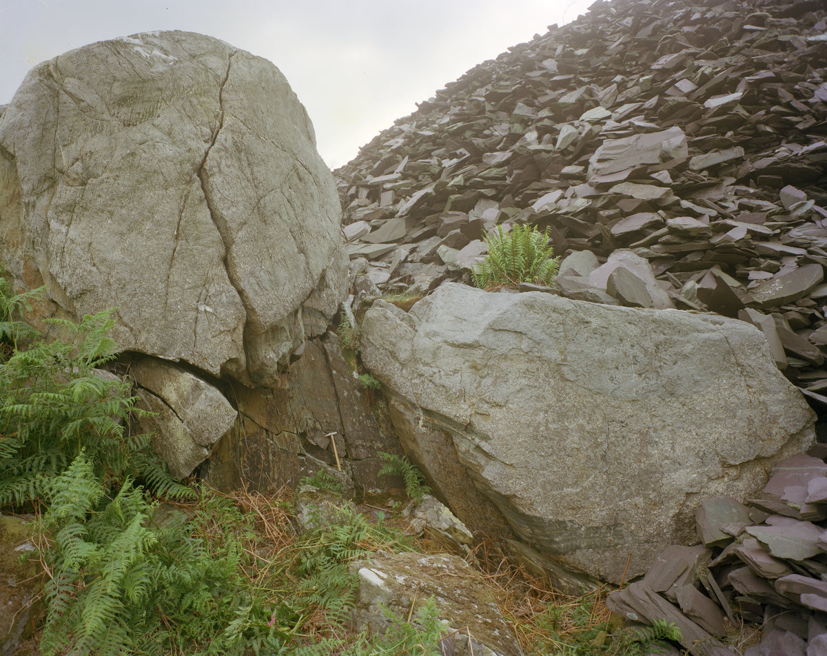 Jul 1978 - Side of old slate quarry at Pen-gilfach 1.5 km. NW of Llanberis.