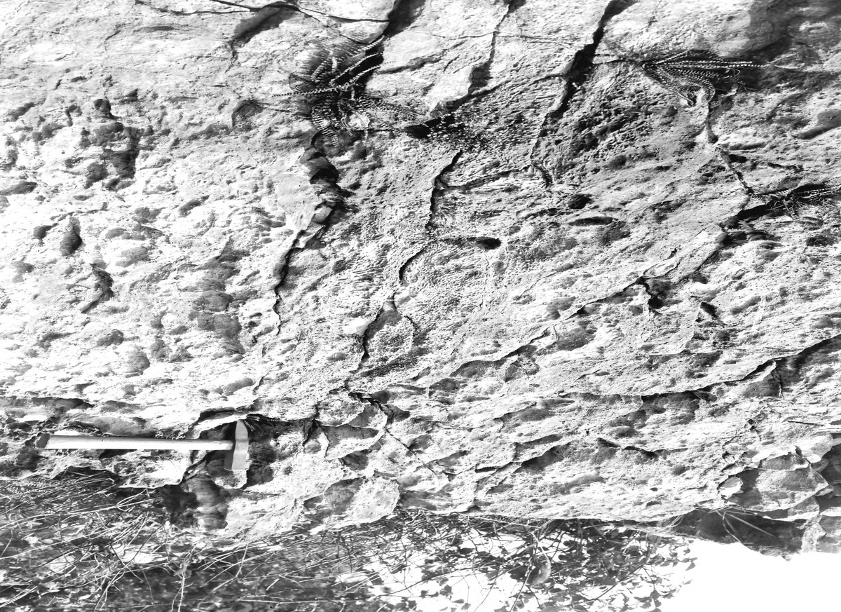 Aug 1924 - Old Clints Quarry, S. of Orebank House, Bigrigg (Clints Brow). Looking E.