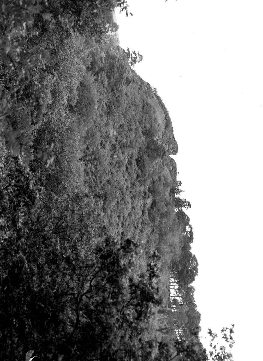 Aug 1945 - Ausewell Wood, near Holne Bridge. Looking NE.