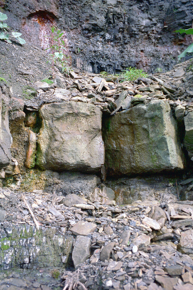 18 Jun 1998 - Skelpie Mine, Cults, north Fife; coals at Charlestown Green Limestone.